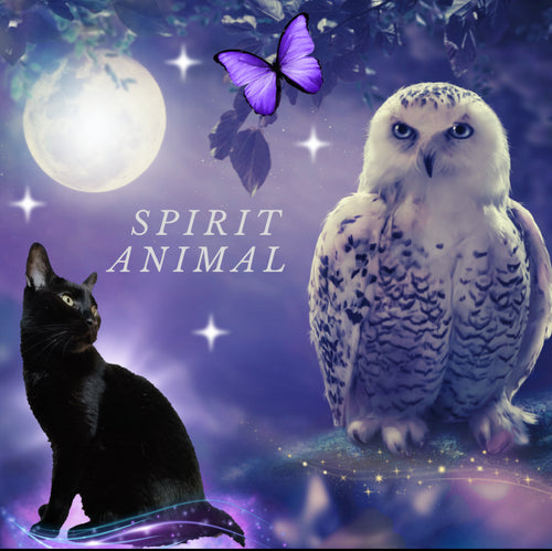 🦉Spirit Animal Reading